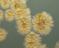 streptomyces streptomyces